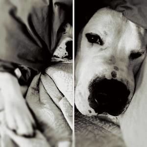 Meet your Posher, Buddy